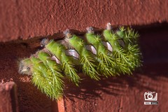 Automeris naranja