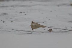 Periophthalmus chrysospilos