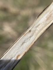 Antistrophus