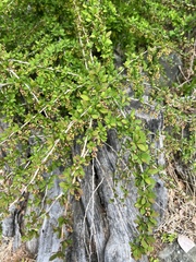 Berberis × ottawensis