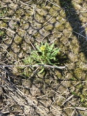 Erysimum inconspicuum