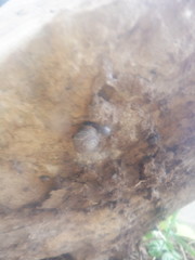 Triodopsis tridentata