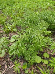 Ranunculus cassubicus