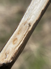 Antistrophus