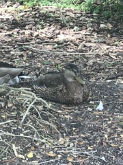 Anas platyrhynchos image