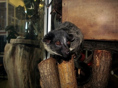 Arctogalidia trivirgata