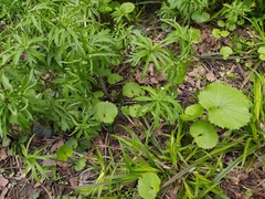 Ranunculus cassubicus