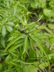 Ranunculus cassubicus