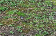 Motacilla alba