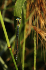 Coenagrion mercuriale