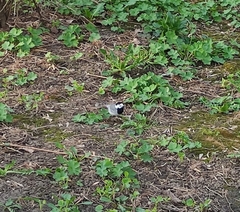 Motacilla alba