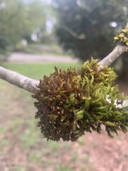 Pulvigera lyellii