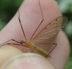 Limonia phragmitidis