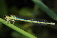 Coenagrion mercuriale