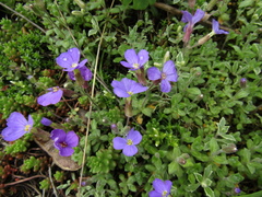 Aubrieta cultorum