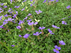 Aubrieta cultorum
