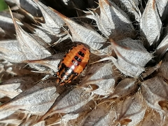 Agonoscelis venosa