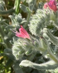 Echium angustifolium