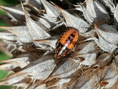 Agonoscelis venosa