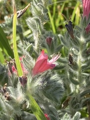 Echium angustifolium