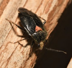 Deraeocoris sayi