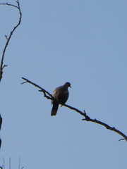 Streptopelia decaocto