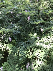 Indigofera kirilowii