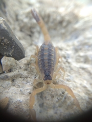 Centruroides vittatus