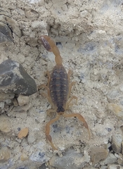 Centruroides vittatus