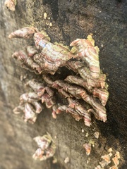 Trametes ochracea