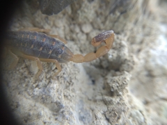 Centruroides vittatus