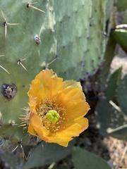 Opuntia