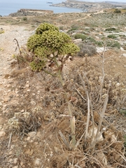 Ferula melitensis