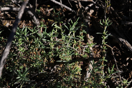 Image of Delosperma ornatulum by (c) Tony Rebelo, some rights reserved (CC BY-SA)
