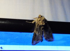 Spodoptera praefica