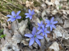 Hepatica nobilis