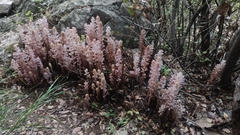 Orobanche pubescens