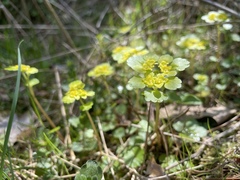 Chrysosplenium alternifolium