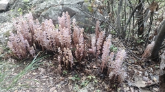 Orobanche pubescens