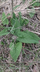 Phlomoides tuberosa