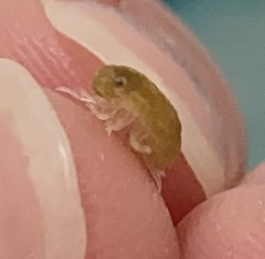 Sphaeroma quadridentatum