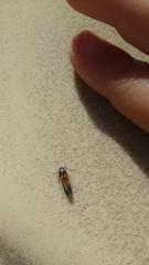 Chrysoclista linneella