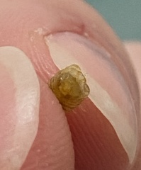 Sphaeroma quadridentatum