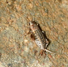 Mogoplistinae