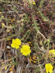 Fumana thymifolia