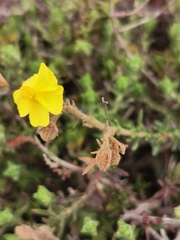 Fumana thymifolia