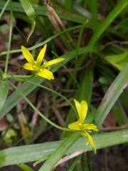 Gagea lutea