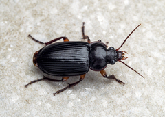 Orthogoniinae