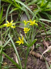 Gagea lutea