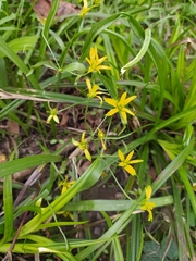 Gagea lutea